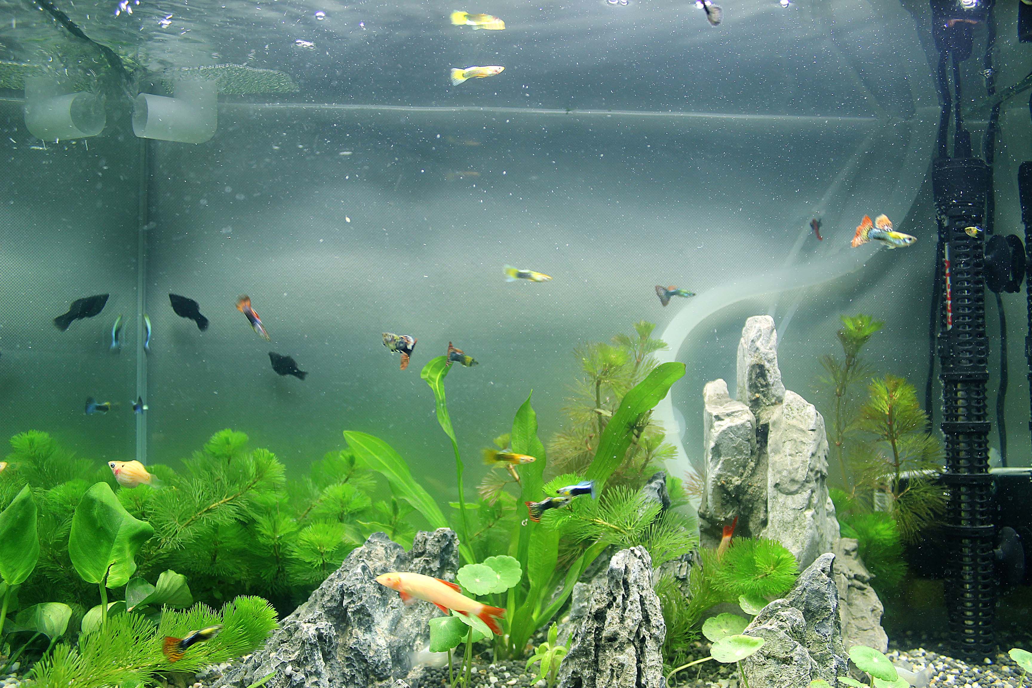 魚缸中出現(xiàn)大量小氣泡是否正常？解析原因與應(yīng)對方法