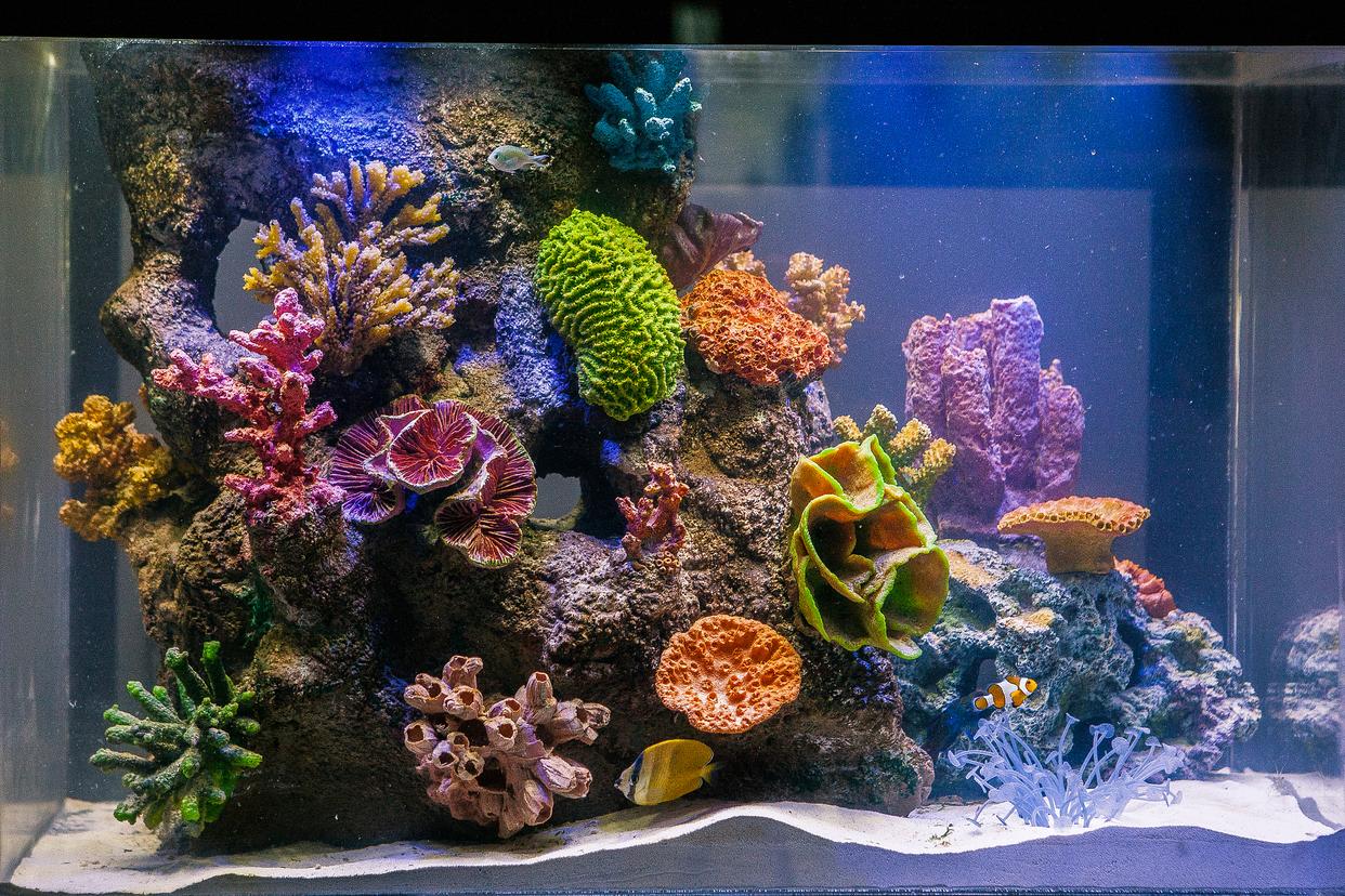 哪些魚最好養(yǎng)？揭秘家庭水族箱的完美居民！